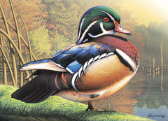 Morning Light Wood Duck